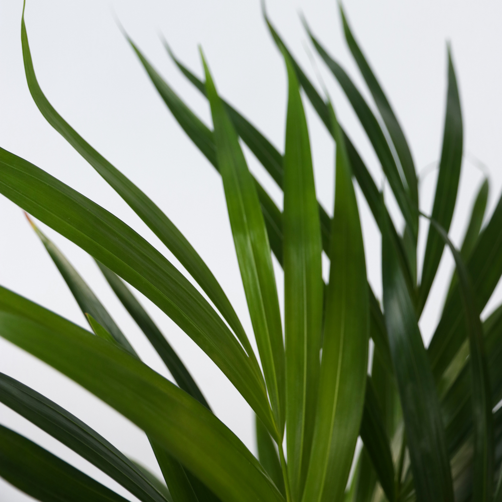 Areca Palm 'golden Cane' - 2 Pcs. - Dypsis Lutescens - Height 60-70cm - ⌀17cm | Set of 2 | Green