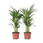 Areca Palm 'golden Cane' - 4 Pcs. - Dypsis Lutescens - Height 60-70cm - ⌀17cm | Set of 4 | Green