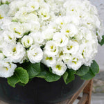 Primula Frilly 'white' - 9cm Pots | 3 x 9cm | White