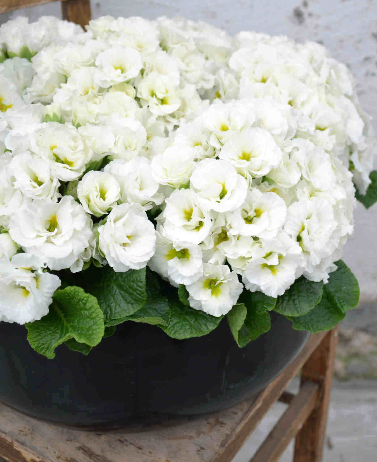 Primula Frilly 'white' - 9cm Pots | 3 x 9cm | White