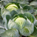White Cabbage Plant 'reaction' | 16 x Pro Grower Plugs | Green