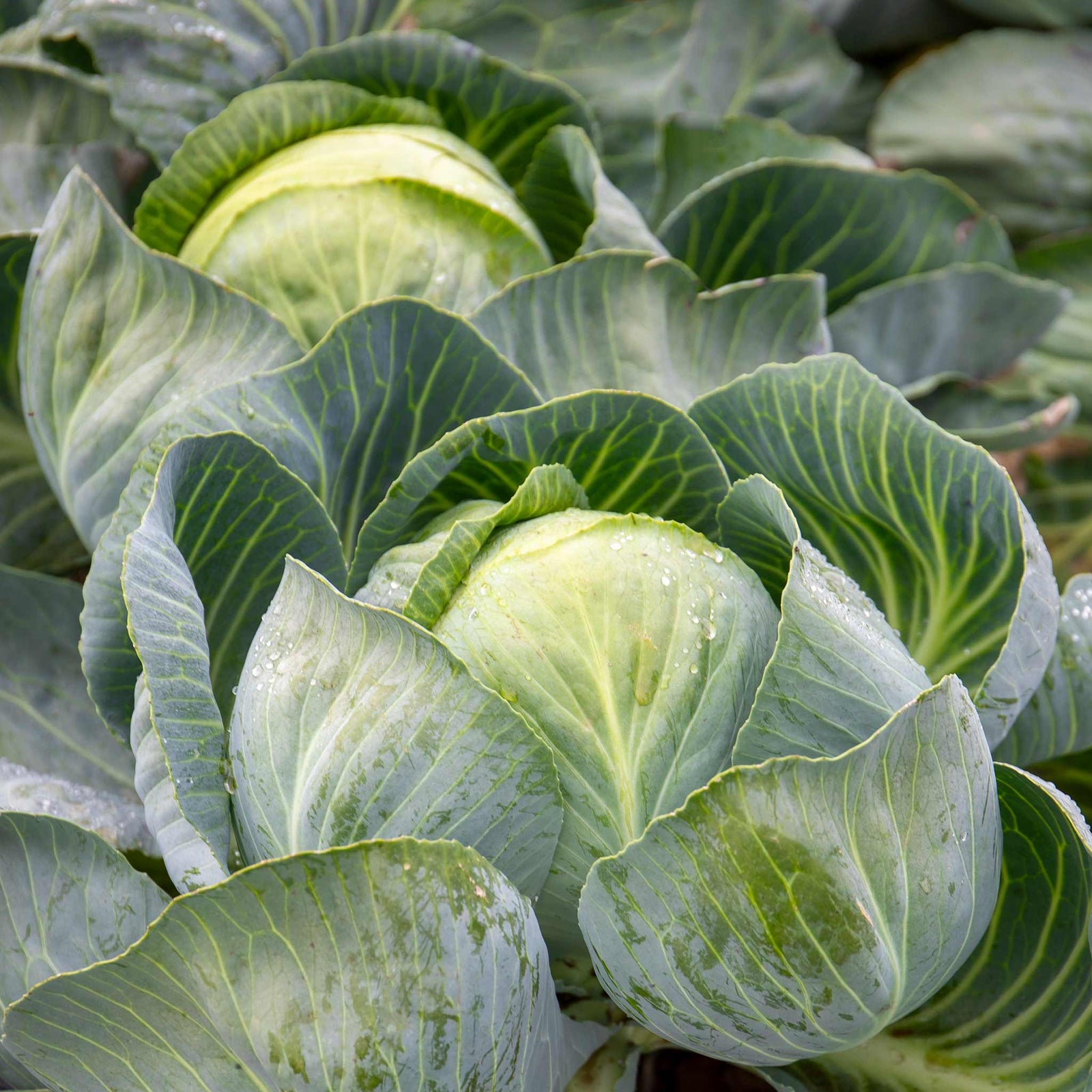 White Cabbage Plant 'reaction' | 16 x Pro Grower Plugs | Green