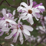 Hayloft Magnolia Leonard Messel - An Outstanding Fragrant Pink - 2L Pot