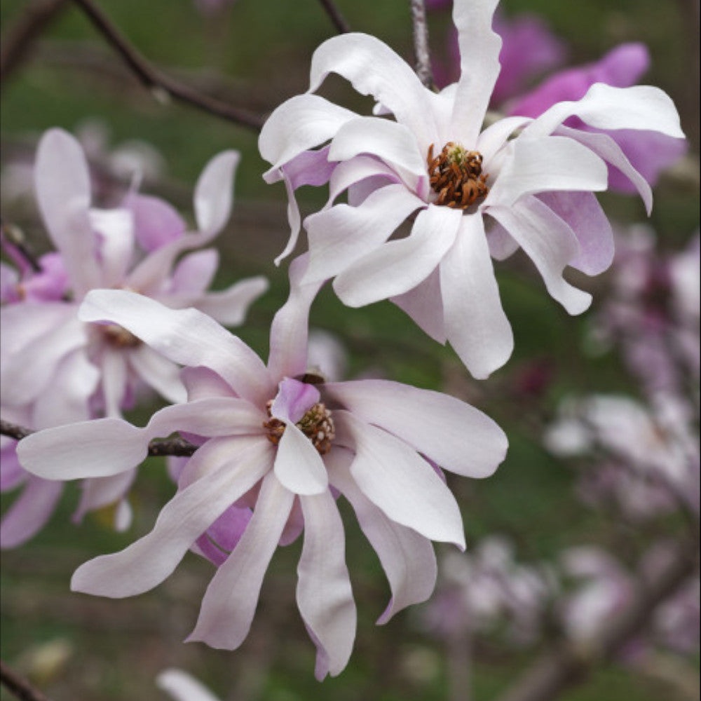 Hayloft Magnolia Leonard Messel - An Outstanding Fragrant Pink - 2L Pot