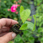 Thunbergia 'yellow' Climbing Plant | 12 x Plug Plants | Yellow