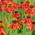 Helenium Moerheim Beauty - 3 x 9cm pots | 3 x 9cm | Red
