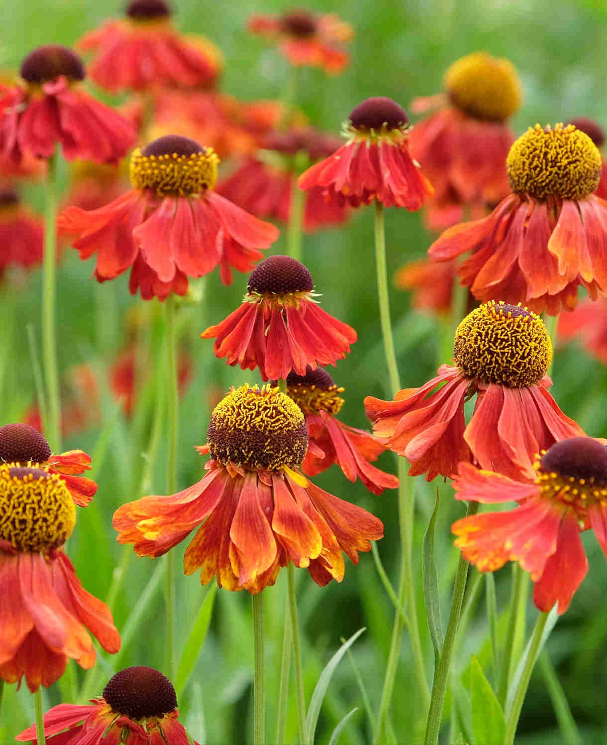 Helenium Moerheim Beauty - 3 x 9cm pots | 3 x 9cm | Red