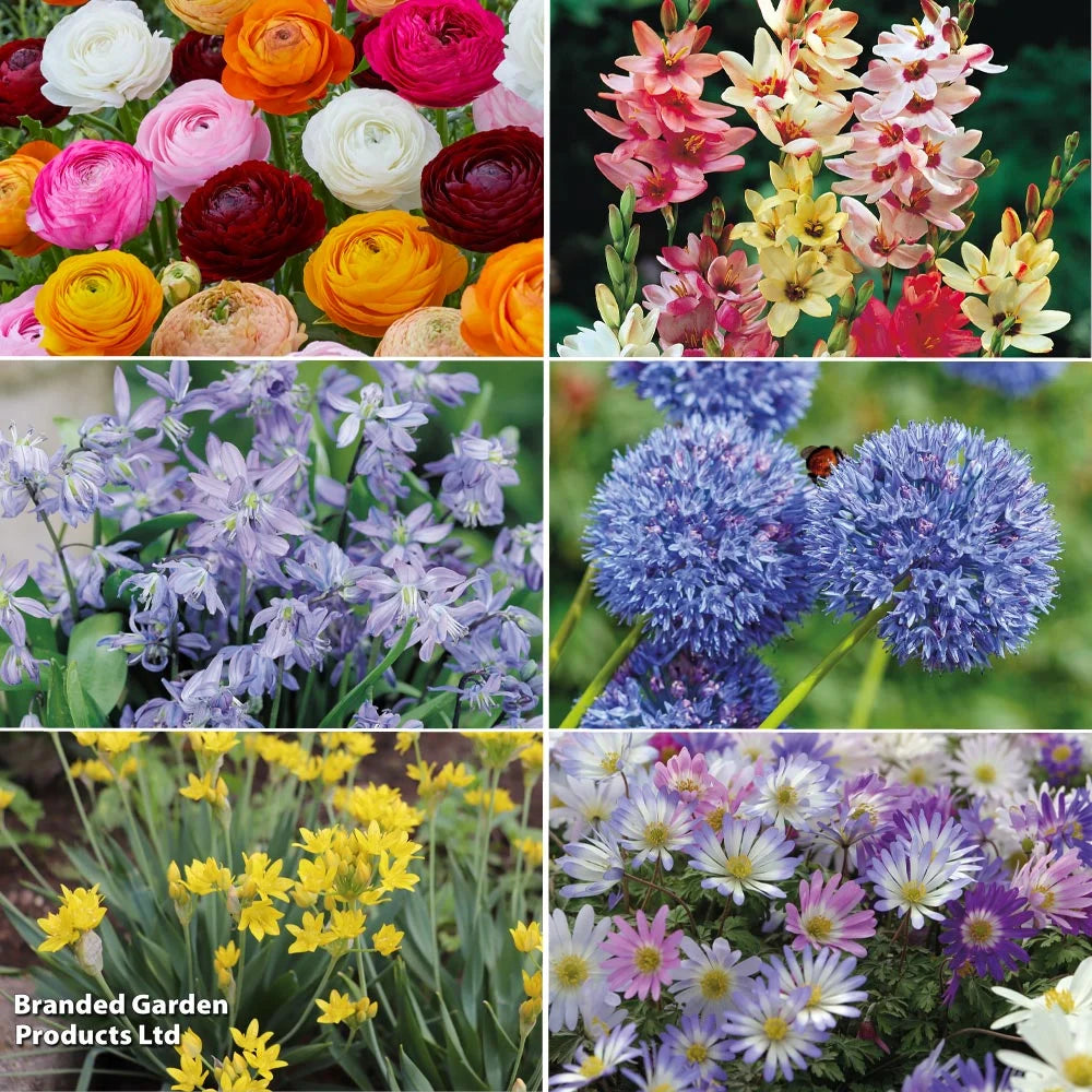 Bumper Spring Bulb Collection Bulbs | 1000 x Bulbs