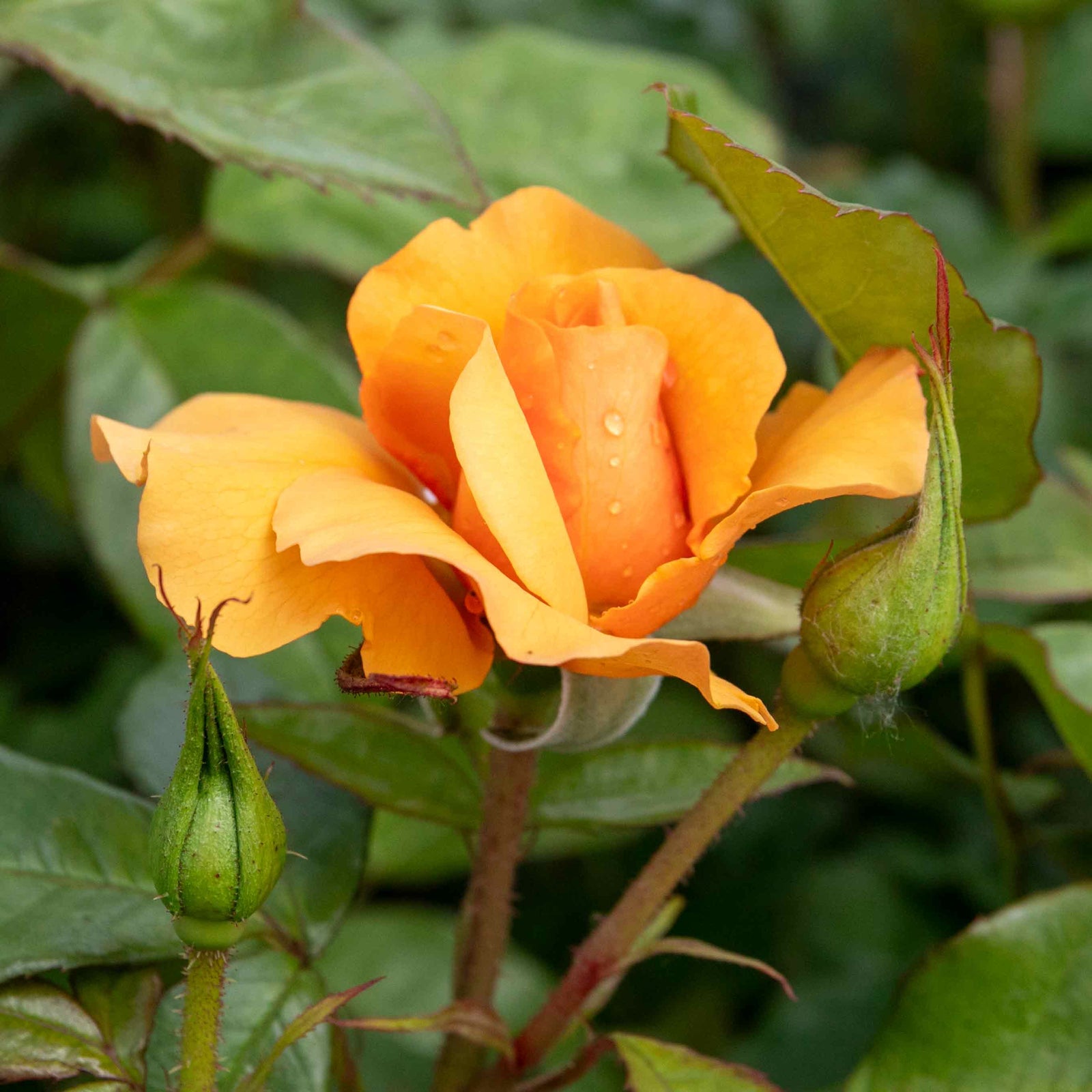 Rose 'golden Beauty' Floribunda (golden-orange, Rhs Agm) | 1 x Bare Root | Orange