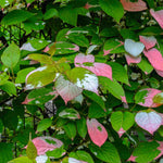 Hayloft Actinidia Kolomikta - Variegated Hardy Climber - 1 x 9cm pot
