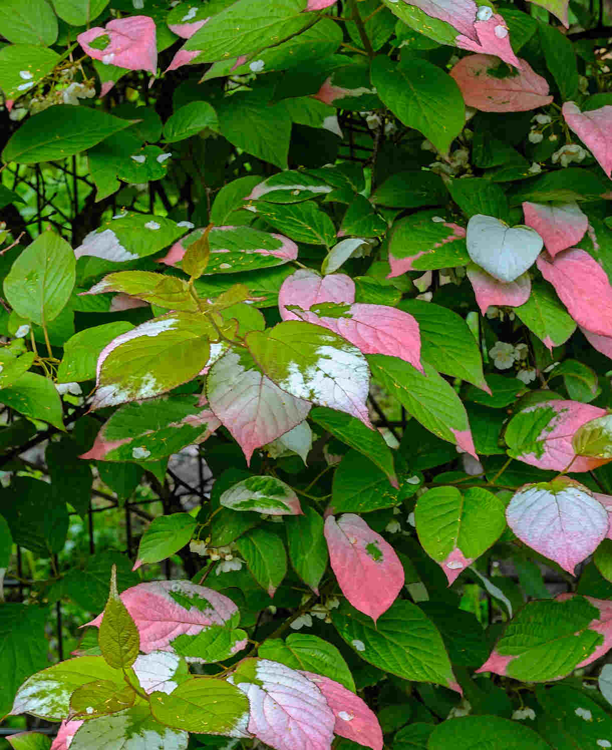 Hayloft Actinidia Kolomikta - Variegated Hardy Climber - 1 x 9cm pot
