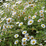 Erigeron 'profusion' | 100 Seeds | Green