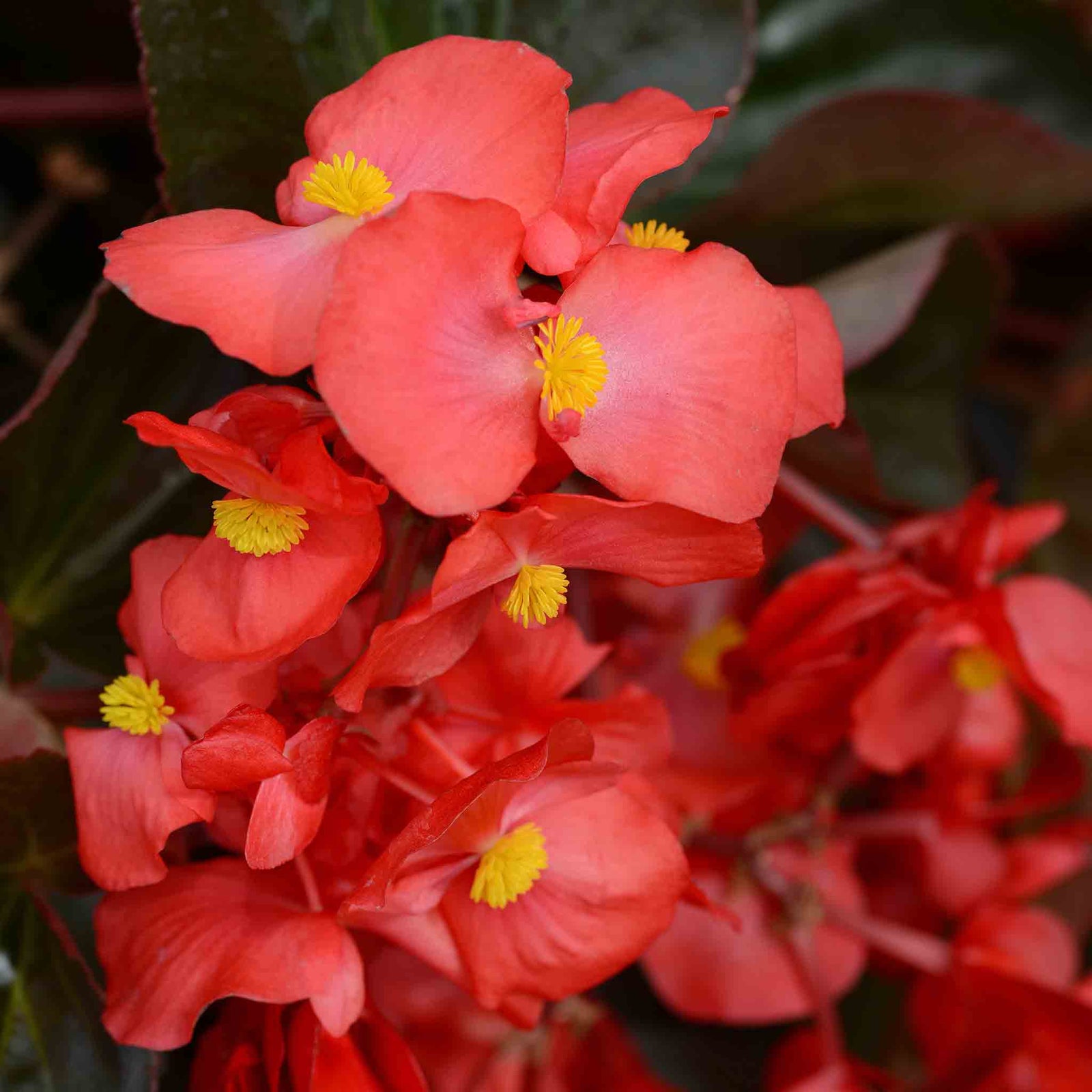 Begonia 'megawatt Red Bronze Leaf' | 12 x Plug Plants | Red