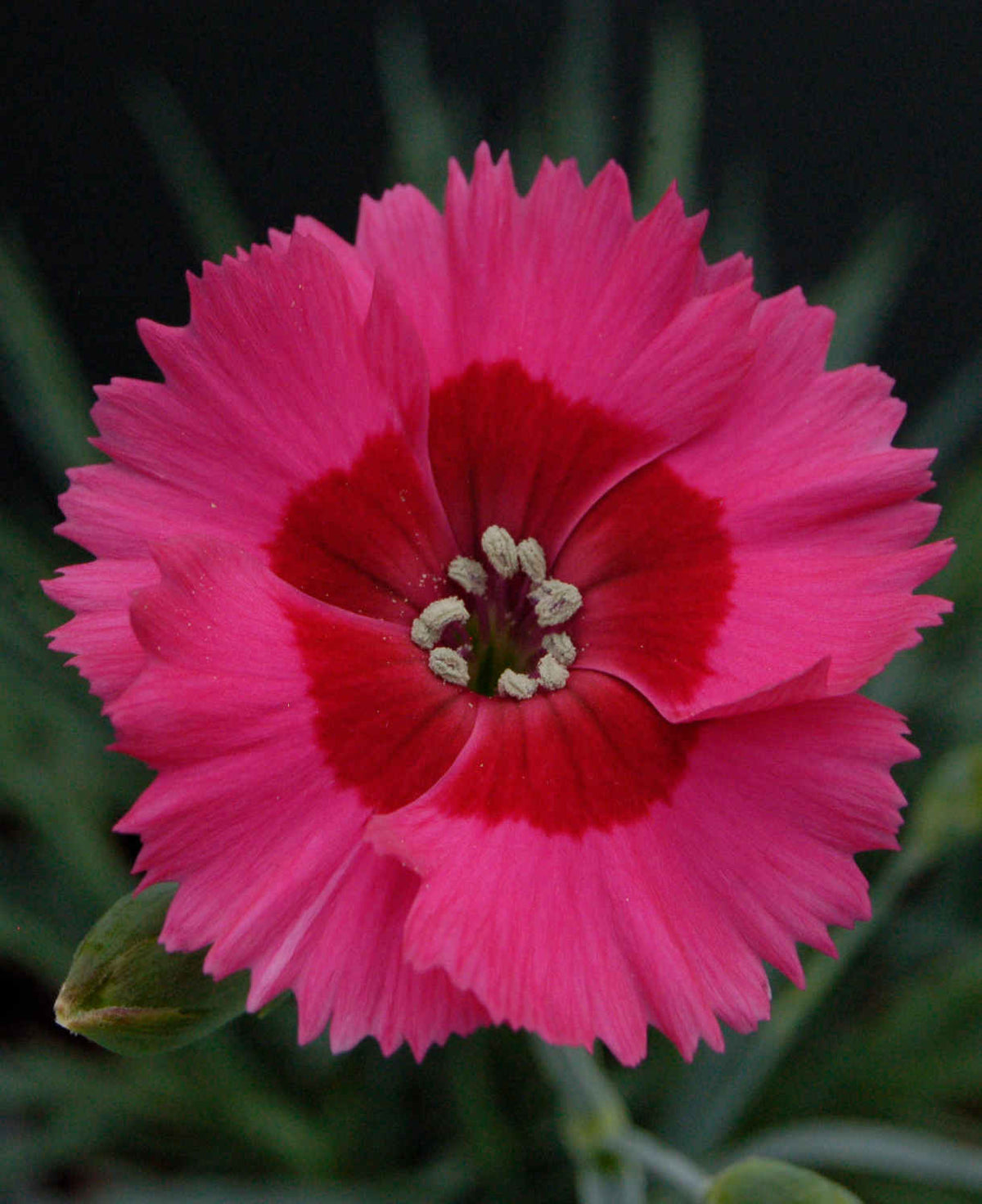 Dianthus ‘cocktail Collection’ - Plug Plants | Set of 15 | Multi