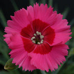Dianthus ‘cocktail Collection’ - Plug Plants | Set of 15 | Multi