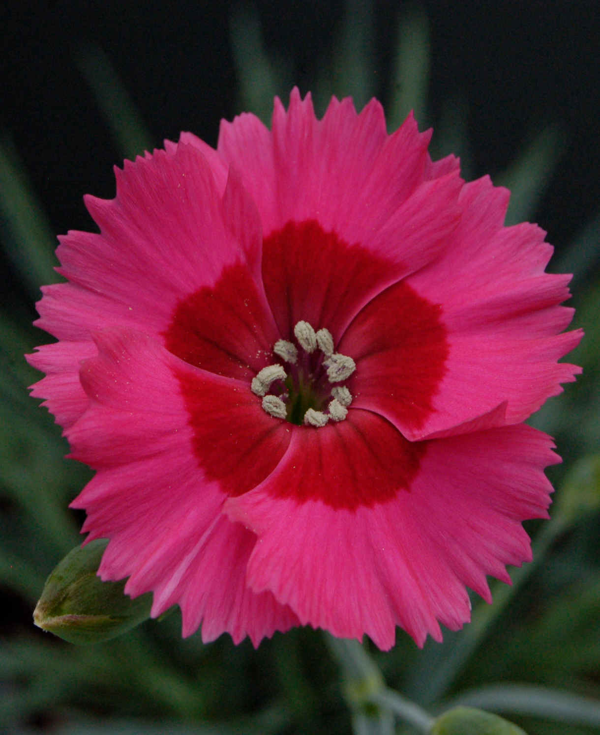 Dianthus ‘cocktail Collection’ - Plug Plants | Set of 15 | Multi