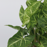 Arrowhead Plant Red Heart - 2 Pcs. - Syngonium 'pixie' - Height 25-40cm - ⌀12cm | Set of 2 | Green