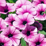 Surfinia Petunia 'pink Vein' | 6 x Plug Plants | Multi Colour