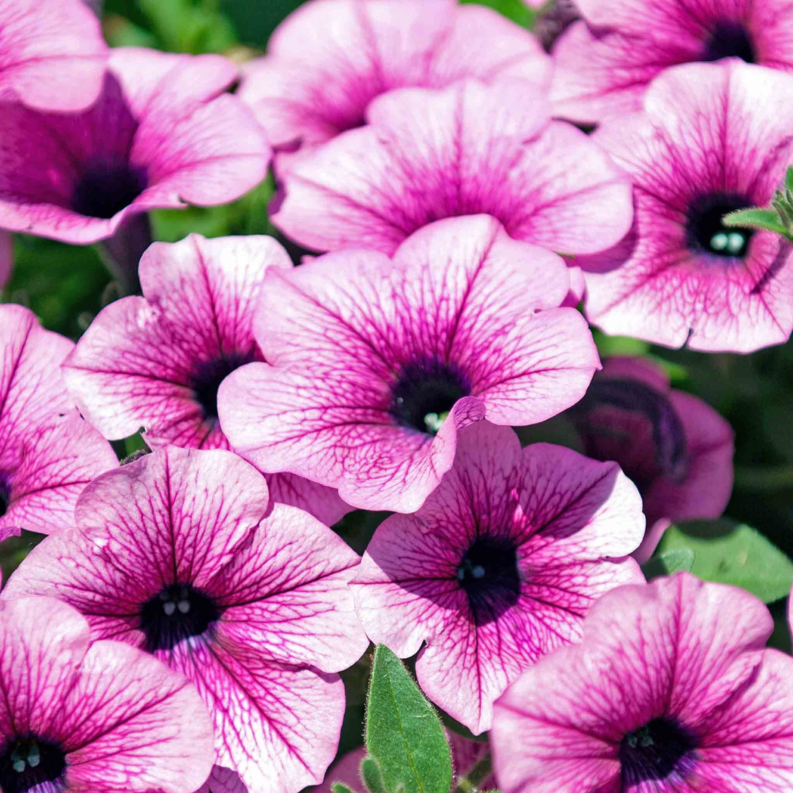 Garden Petunia Surfinia 'pink Vein' - 12 Plug Plants | 12 x Plug Plants | Multi Colour
