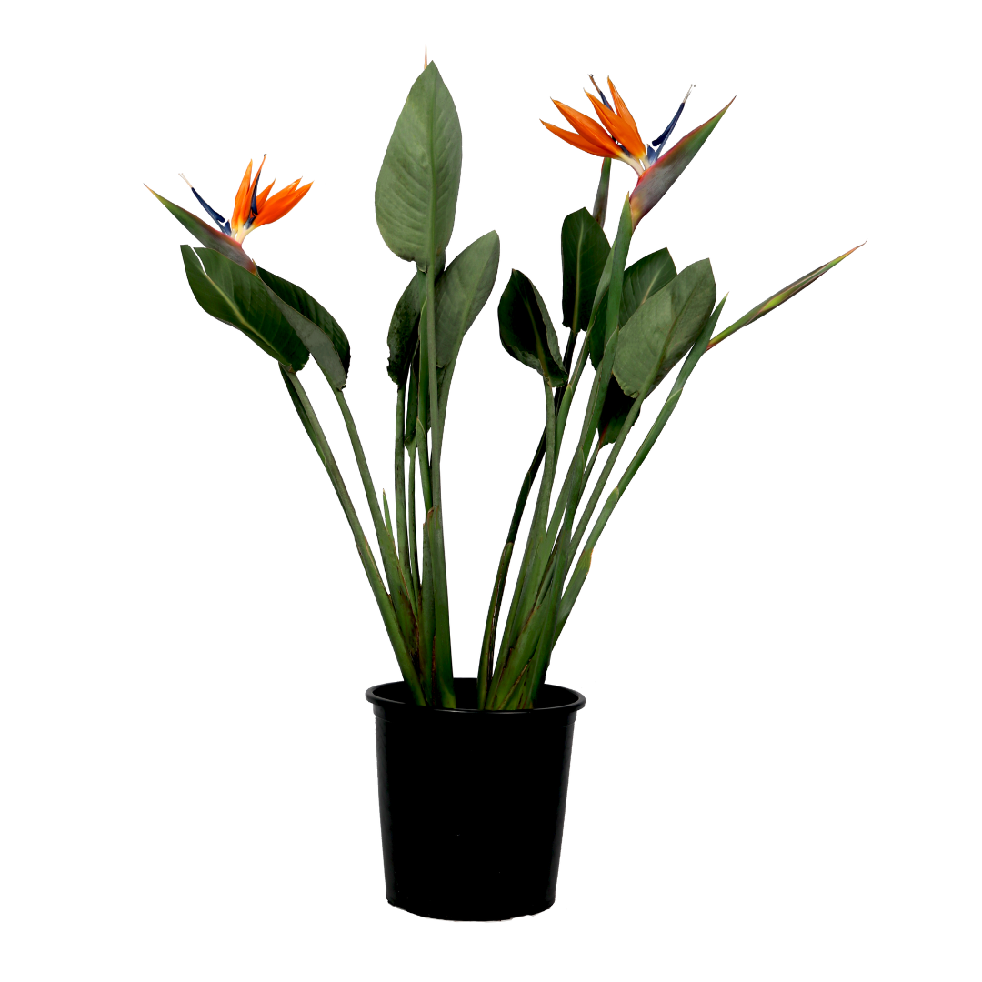 Strelitzia Reginae - Bird Of Paradise - Height 80-100cm - Pot 27cm | Orange