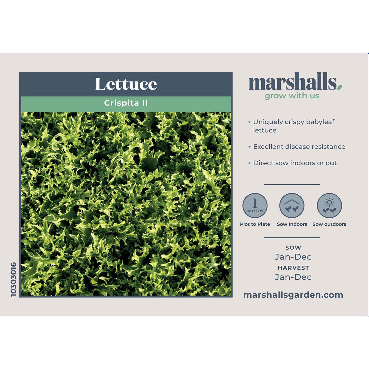 Lettuce Seeds 'crispita Ii' | 400 Seeds