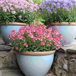 Hayloft Nemesia Melody Collection - 9 Young Plants 3 Of Each Colour