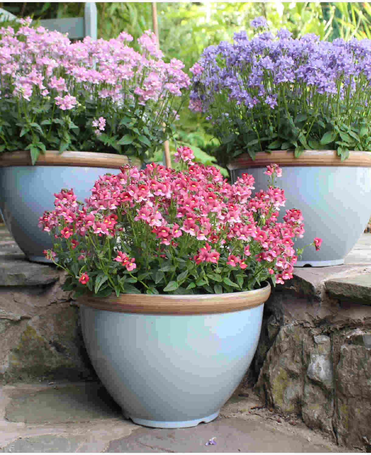 Hayloft Nemesia Melody Collection - 9 Young Plants 3 Of Each Colour