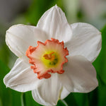 Hayloft Narcissus Pink Charm - 15 Bulbs