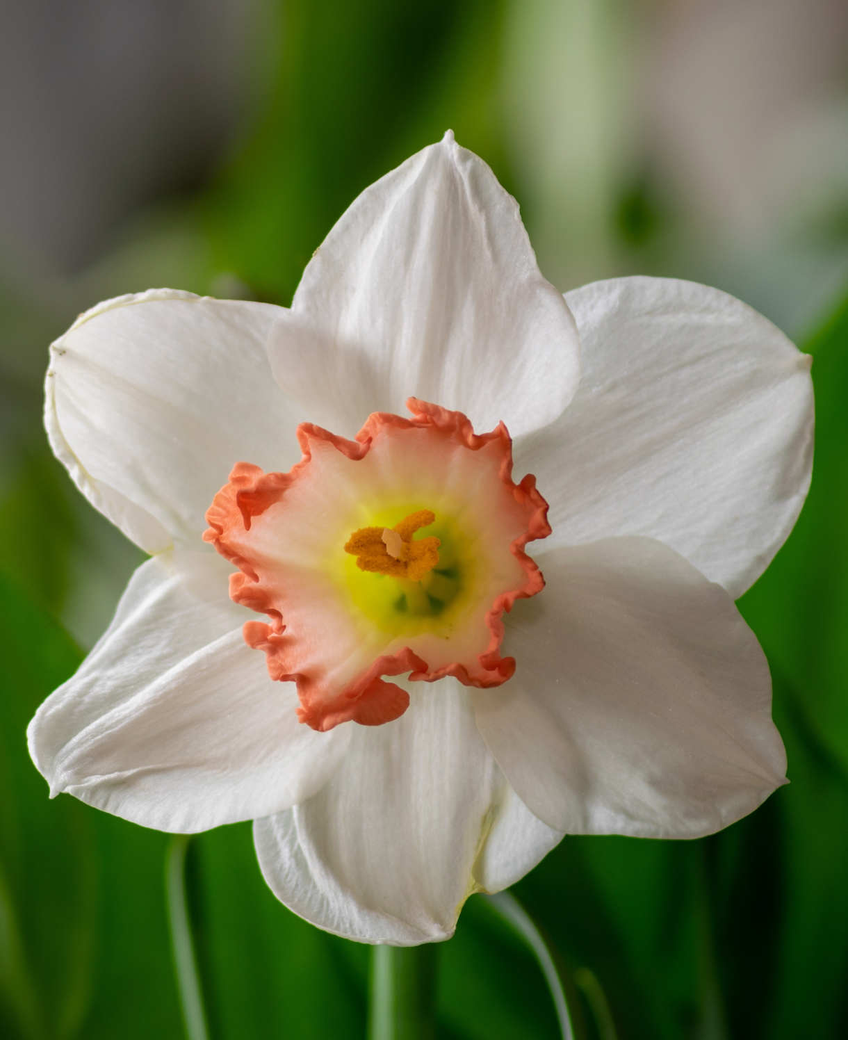 Hayloft Narcissus Pink Charm - 15 Bulbs
