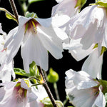 Lavatera x clementii 'Silver Barnsley'- 9cm pot | 3 x 9cm | Classic White