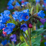 Hayloft Pulmonaria Angustifolia Blue Ensign - 3 x 9cm Pots