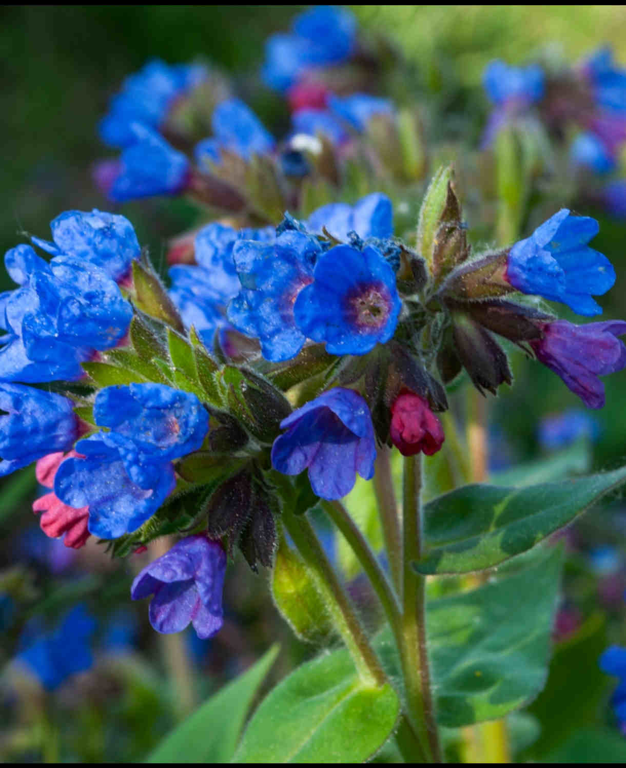 Hayloft Pulmonaria Angustifolia Blue Ensign - 3 x 9cm Pots