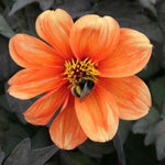 Hayloft Dahlia Bishop Collection - York, Llandaff And Oxford Young Plants