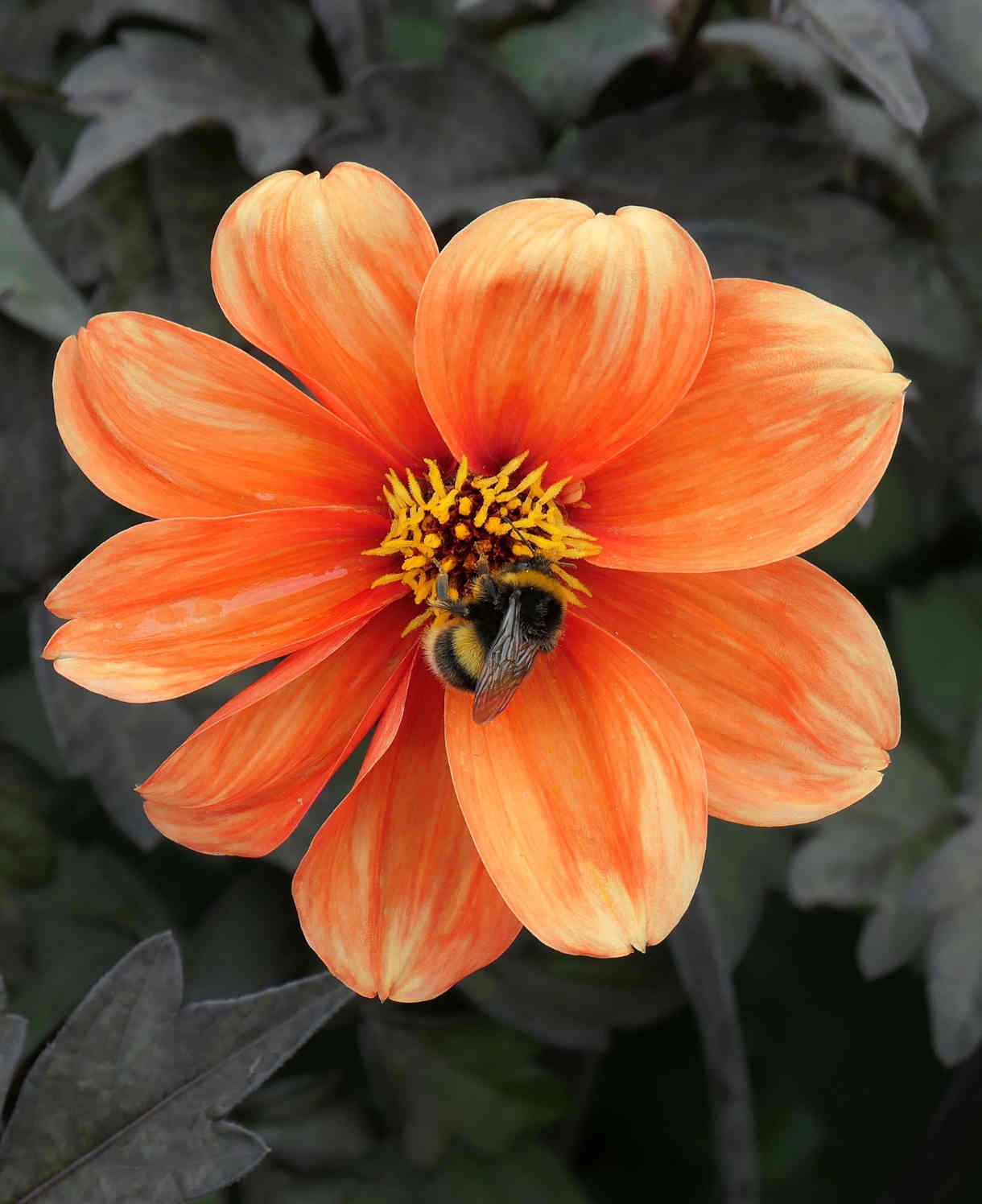 Hayloft Dahlia Bishop Collection - York, Llandaff And Oxford Young Plants