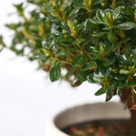 Azalea - Rhododendron Azalea 'Anouk' - Height 25-40cm - ⌀17cm | Set of 4 | Pink
