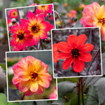 Dahlia Mystic Collection 3 Jewel-toned Varieties | 6 x Jumbo Plugs | Multi Colour
