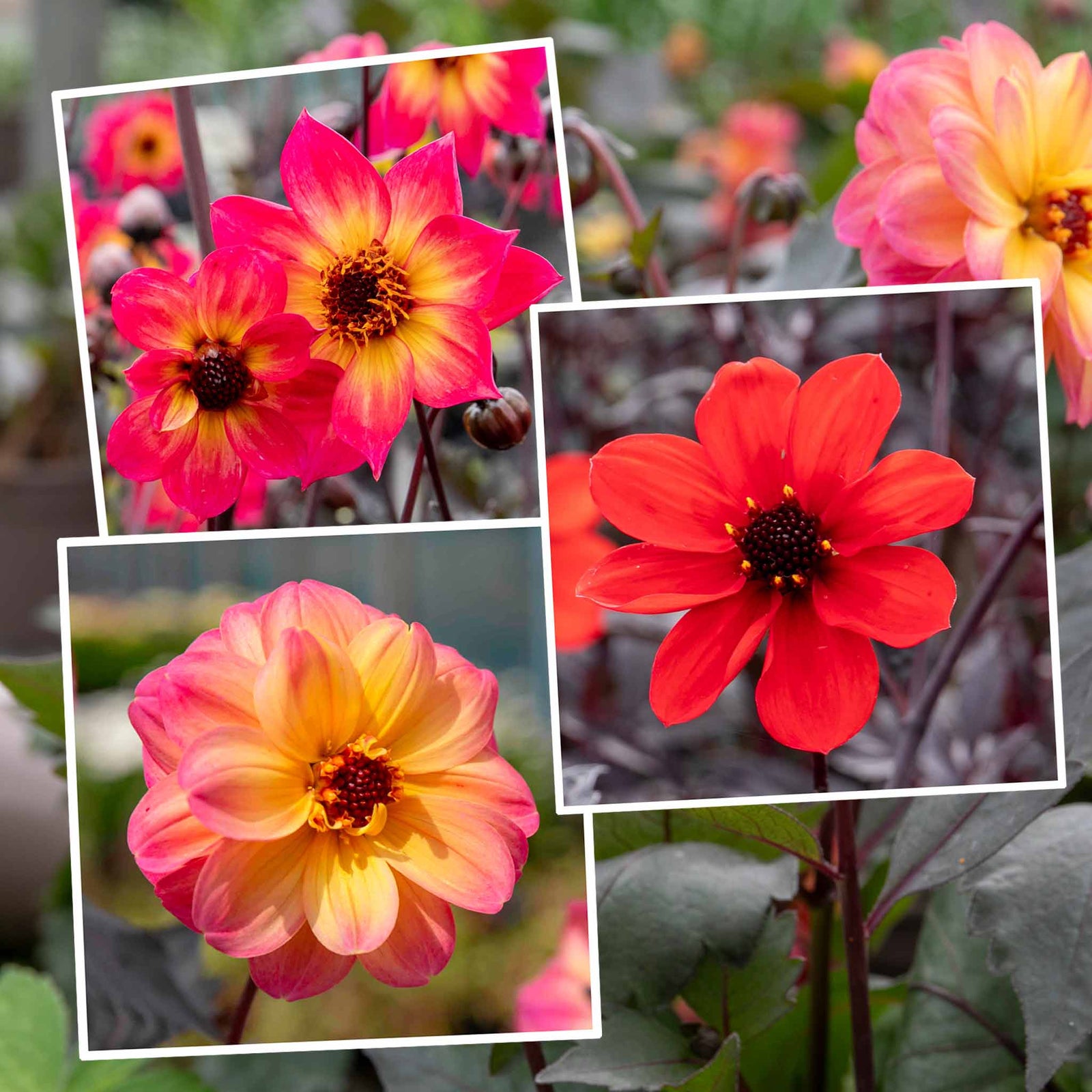 Dahlia Mystic Collection 3 Jewel-toned Varieties | 6 x Jumbo Plugs | Multi Colour
