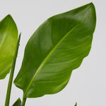 Giant Bird Of Paradise - 2 Pcs. - Strelitzia Nicolai - Height 55-70cm - ⌀17cm | Set of 2 | Green