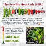 Chilli Plant 'padron' 50cm - Mild Spanish Tapas Pepper | 3 x 9cm | Green