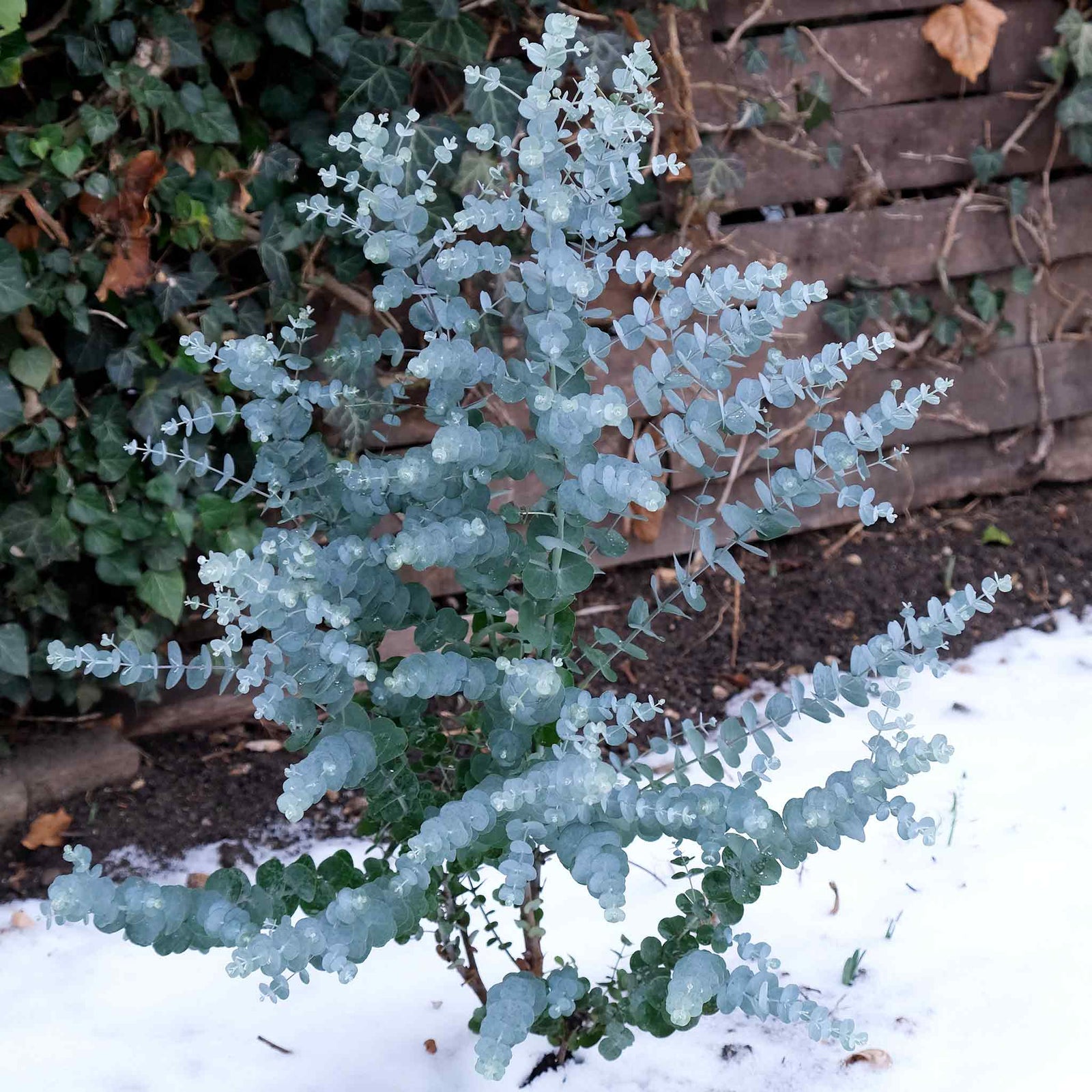 Eucalyptus Gunnii 'azura' Compact Silver-blue Evergreen For Pots And Borders Plant | 1 x 3L | Blue