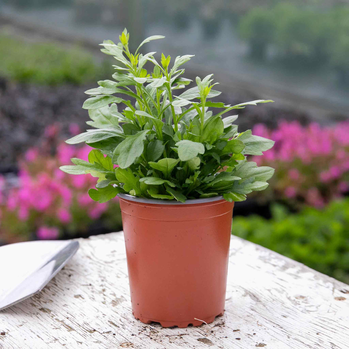 Erigeron Karvinskianus 'stallone' Profusion Groundcover | 20 x Pro Grower Plugs