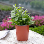 Erigeron Karvinskianus 'stallone' Profusion Groundcover | 1 x 9cm