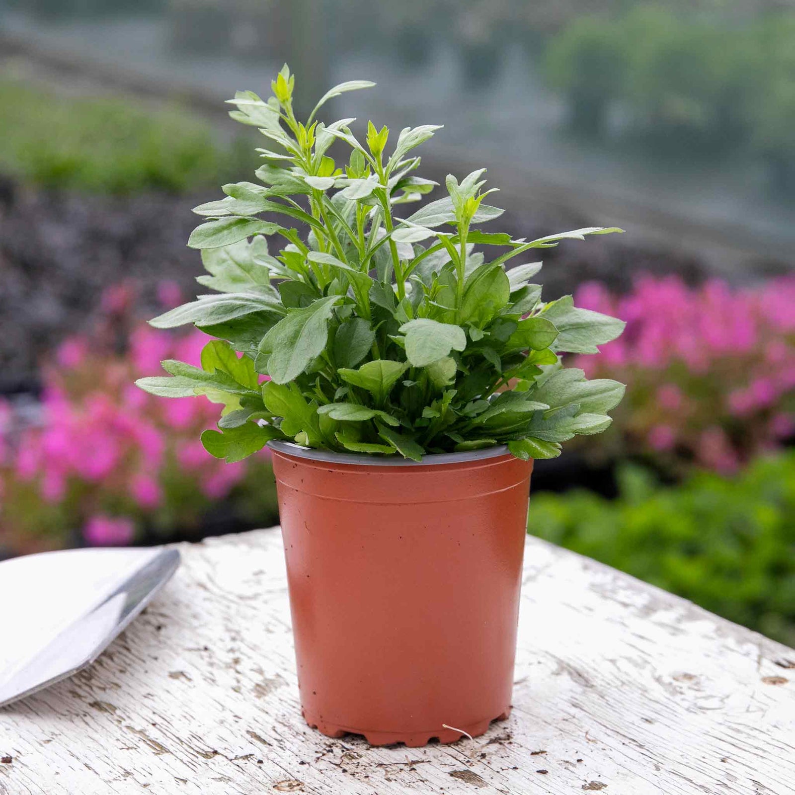 Erigeron Karvinskianus 'stallone' Profusion Groundcover | 3 x Jumbo Plugs