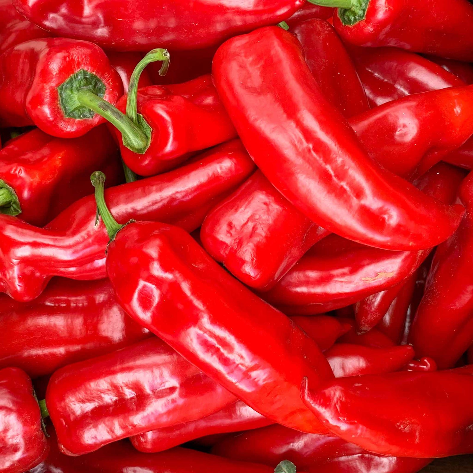 Corno Russo (bulls Horn) Sweet Pepper Plant | 9 x 9cm