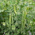 Mangetout Pea 'snow Wind' Garden Ready Plants | 12 x Garden Ready Plugs | Green