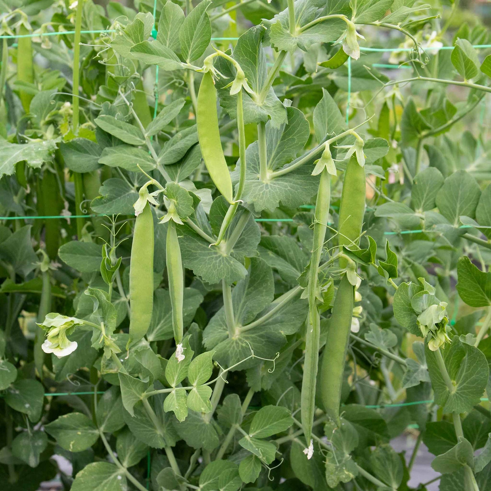 Mangetout Pea 'snow Wind' Garden Ready Plants | 12 x Garden Ready Plugs | Green
