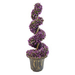90cm Purple Large  Spiral With Decorative Planter