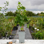 Jostaberry Standard Plant (spineless, Heavy-cropping Fruit Bush) | 1 x 2L