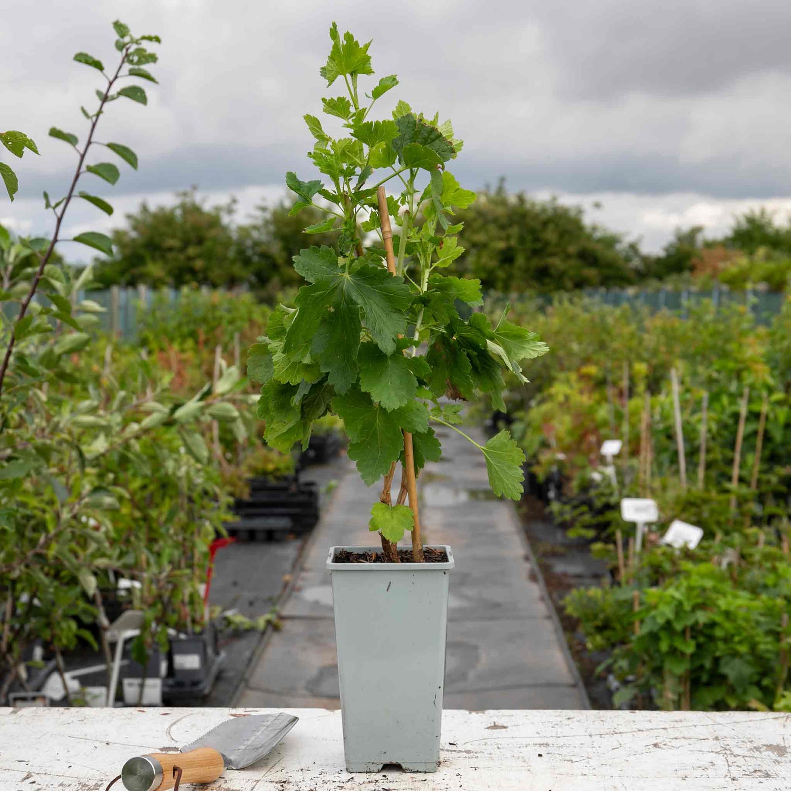 Jostaberry Standard Plant (spineless, Heavy-cropping Fruit Bush) | 1 x 2L