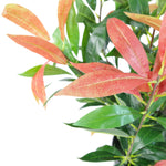 80cm Leaf Realistic Red Robin Artificial Ficus Tree / Plant